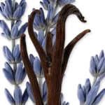 LAYTON EXCLUSIF – Image 2