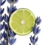 PERCIVAL – Image 2